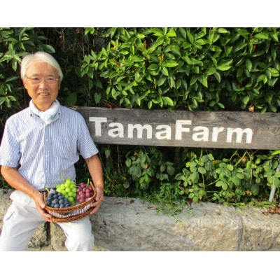 粒シャインマスカット【300g×4パック】計1.2kg