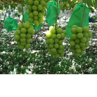 長野県長野市産シャインマスカット450g×9袋入り