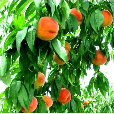 長野市産　旬の桃ワッサー5kg(14～23玉入り)