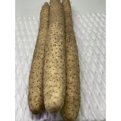 信州松代の長芋　ギフトにお勧めの大サイズ3～4本入り約5kg