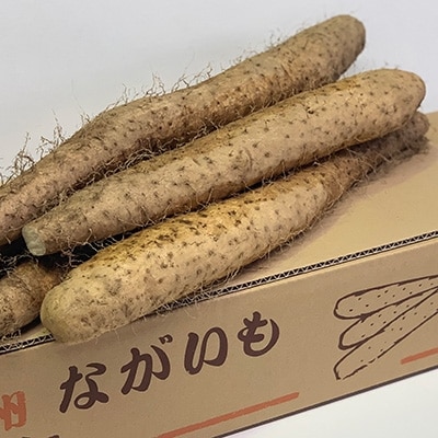信州松代の長芋　ギフトにお勧めの大サイズ3～4本入り約5kg