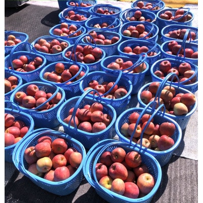 【訳ありサンふじ】です。農家を応援したい思いをお礼品に込めました!約5kg(12玉～20玉)ご家庭用