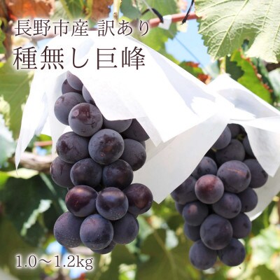 【信州長野県産】※2025年先行受付※[訳あり]種無し巨峰1.0～1.2kg 9月より発送開始