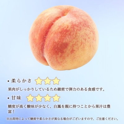【長野市産】※2025年先行受付※ あかつき4～6玉 ギフトボックス