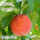 【長野市産】※2025年先行受付※ ワッサー4～6玉 ギフトボックス
