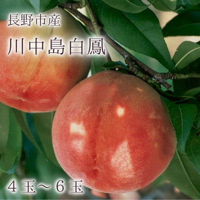 【長野市産】※2025年先行受付※ 川中島白鳳4～6玉 ギフトボックス