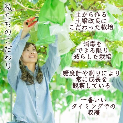 【信州長野県産】※2025年先行受付※ シナノゴールド6玉 ギフトボックス