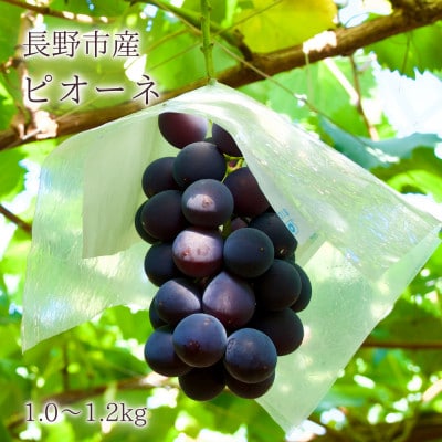 【信州長野県産】※2025年先行受付※　種無しピオーネ1.0～1.2kg　9月下旬より発送開始