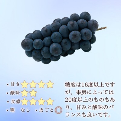 【信州長野県産】※2025年先行受付※　種無しピオーネ1.0～1.2kg　9月下旬より発送開始