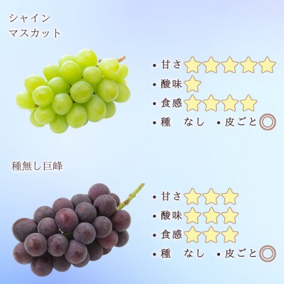【信州長野県産】※2025年先行受付※　シャインマスカット&種無し巨峰各1房　9月より発送開始