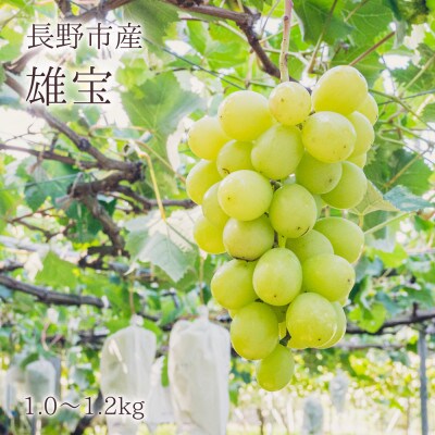 【信州長野県産ぶどう】※2025年先行受付※ 雄宝1.0～1.2kg 9月より発送開始