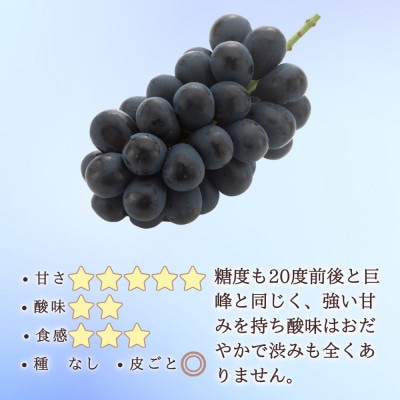 【信州長野県産】※2025年先行受付※　ナガノパープルの宝石箱　厳選36粒　8月より発送開始
