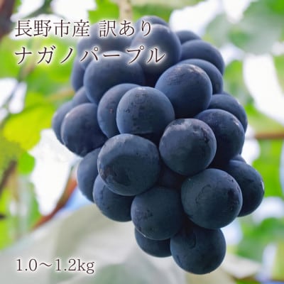 【信州長野県産】[訳あり]皮ごと食べられる!ナガノパープル1.0~1.2kg　8月より発送開始