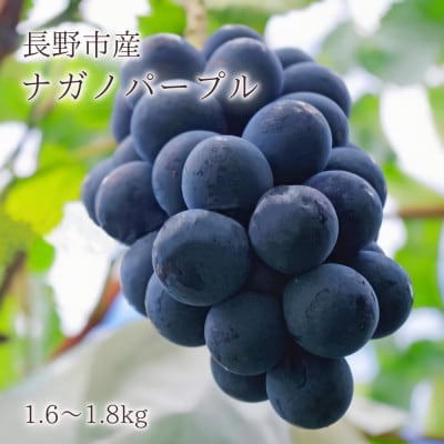 【信州長野県産】※2025年先行受付※皮ごと食べられる!ナガノパープル1.6～1.8kg