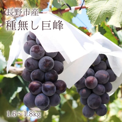 【信州長野県産】※2025年先行受付※　種無し巨峰1.6～1.8kg　9月より発送開始