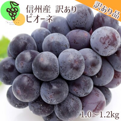 【信州長野県産】※2023年先行受付※[訳あり]種無しピオーネ1.0～1.2kg　10月より順次発送