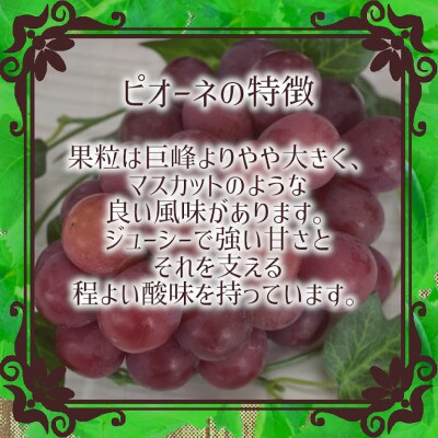 【信州長野県産】※2023年先行受付※[訳あり]種無しピオーネ1.0～1.2kg　10月より順次発送