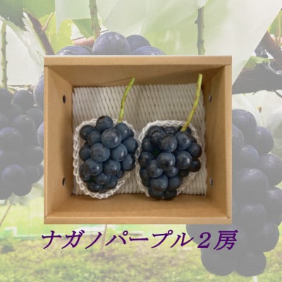 【2025年9月より順次発送】信州産ナガノパープル　2房(合計1kg以上)　[大粒&大房]　