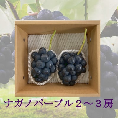 【2027年9月より順次発送】信州産ナガノパープル　2～3房(1.2kg前後)　[大粒&大房]　