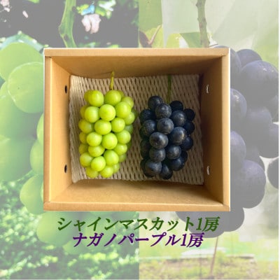 【2025年9月より順次発送】信州産ナガノパープル1房&シャインマスカット1房　[大粒&大房]