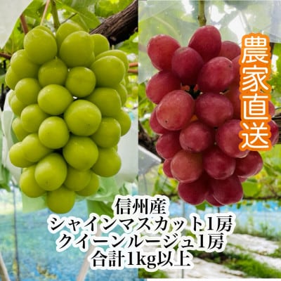 【9月下旬より順次発送】信州産クイーンルージュ(R)1房&シャインマスカット1房[大粒&大房]