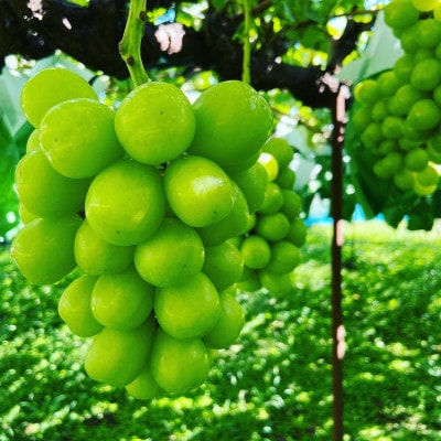 【9月下旬より順次発送】信州産クイーンルージュ(R)1房&シャインマスカット1房[大粒&大房]