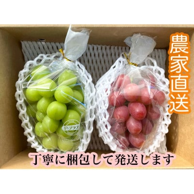 【9月下旬より順次発送】信州産クイーンルージュ(R)1房&シャインマスカット1房[大粒&大房]