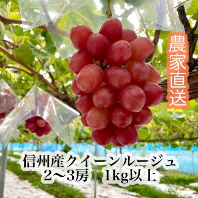 【9月下旬より順次発送】信州産クイーンルージュ(R) 2～3房(合計1kg以上)