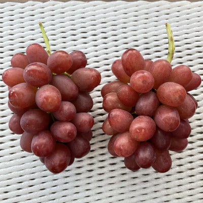 【9月下旬より順次発送】信州産クイーンルージュ(R) 2～3房(合計1kg以上)