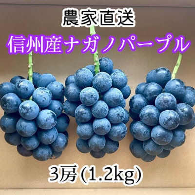 【2026年9月より順次発送】信州産ナガノパープル　3房(合計1.2kg以上)　[家庭用・中房]