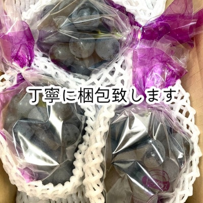 【2026年9月より順次発送】信州産ナガノパープル　3房(合計1.2kg以上)　[家庭用・中房]