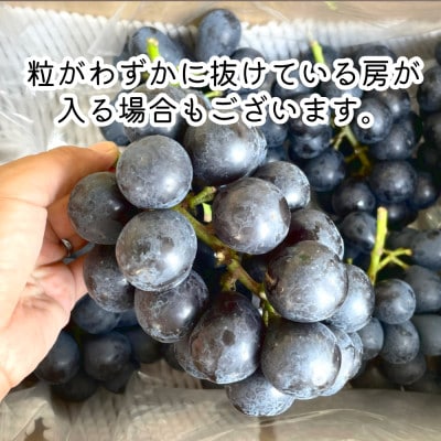 【2026年9月より順次発送】信州産ナガノパープル　3房(合計1.2kg以上)　[家庭用・中房]