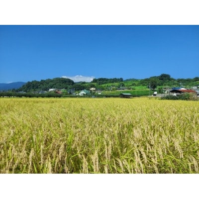 コシヒカリ　精米　10kg