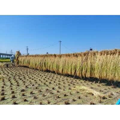 コシヒカリ　精米　10kg