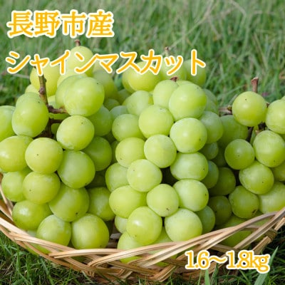 ※2025年先行受付※ シャインマスカット1.6～1.8kg【長野県産】