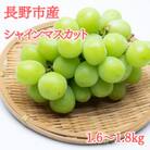 【2025年先行受付】極上シャインマスカット1.6～1.8kg