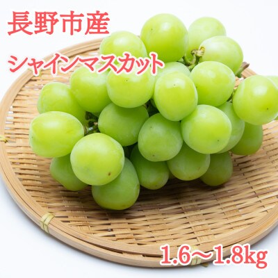 【2025年先行受付】極上シャインマスカット1.6～1.8kg