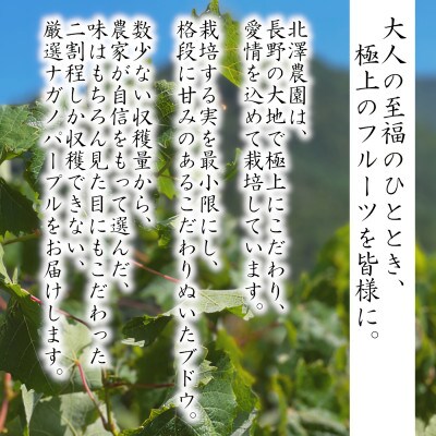 【2025年先行受付】極上　種無し巨峰1.0～1.2kg