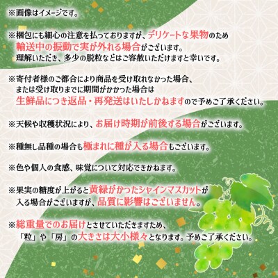 【2023年8月上旬より順次発送】信州産　厳選フルーツ盛り合わせ