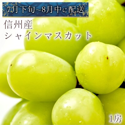 【2024年先行受付】7月下旬～8月上旬発送　極上シャインマスカット1房
