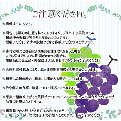 ※2025年先行受付※ 【信州長野県産】ナガノパープル&シャインマスカット(各1房)
