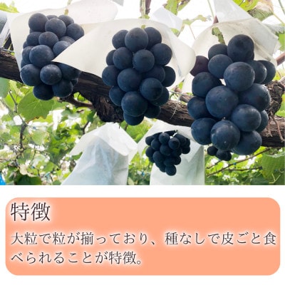 ※2025年先行受付※ 【信州長野県産】ナガノパープル1.0～1.2kg