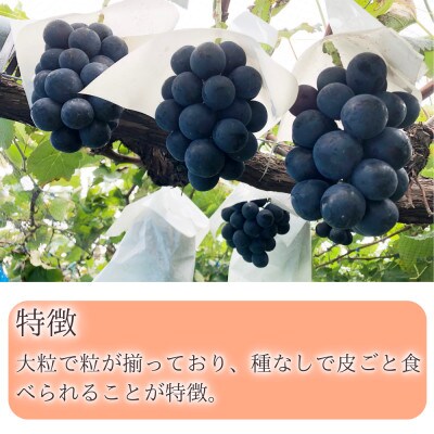 ※2025年先行受付※ 【信州長野県産】ナガノパープル1.6～1.8kg
