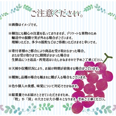 ※2025年先行受付※ 【信州長野県産】ナガノパープル1.6～1.8kg