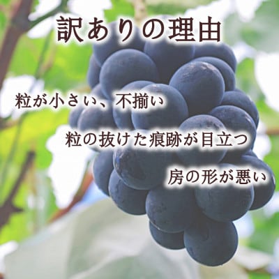 ※2025年先行受付※ 【訳あり】 【信州長野県産】ナガノパープル1.0～1.2kg