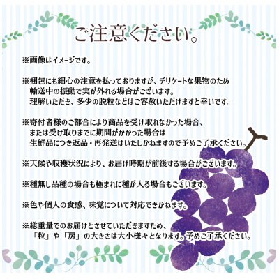※2025年先行受付※【信州長野県産】種無し巨峰1.0～1.2kg