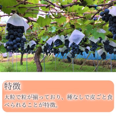 ※2025年先行受付※【信州長野県産】種無し巨峰1.6～1.8kg