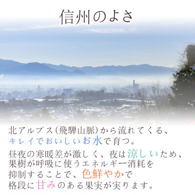 ※2025年先行受付※【信州長野県産】サンふじりんご6玉
