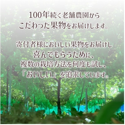 【2023年8月中に発送】シャインマスカット(1房)、川中島白桃、川中島白鳳(各2玉)