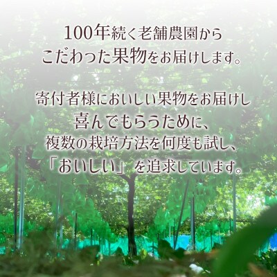 ※2024年先行受付※【信州長野県産】7月～8月発送　シャインマスカット2房